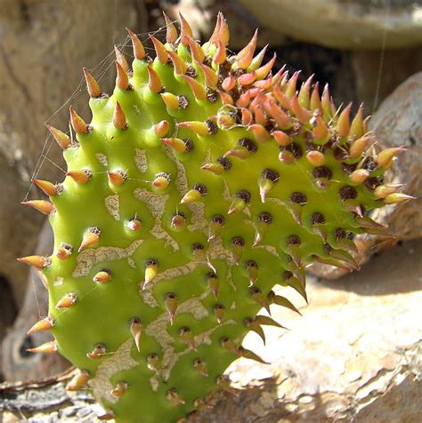 More beautiful prickly pear flowers. Cactus Baby! | Caramel apples, Fruit, Desserts