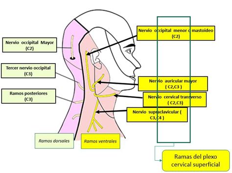 AnatomÍa Del Plexo Cervical Superficial Dolopedia