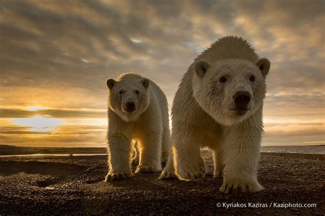 Curious Bear By Kyriakos Kaziras 500px Polar Bear Polar Bear