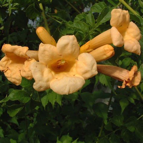 Campsis Radicans Yellow Trumpet Harrod Horticultural Yellow Flowers