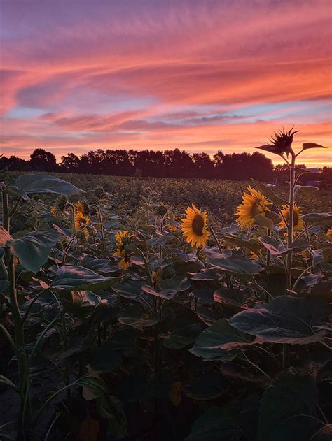 Gallery Sunflower Farm