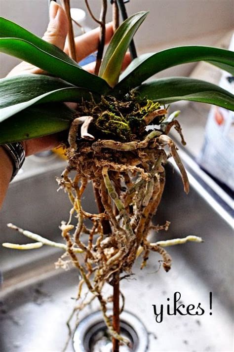 How To Re Pot Orchids Great Photos And Step By Step Guide Dreaming