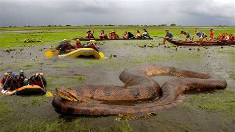 World Bigest Anaconda Found Youtube