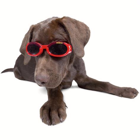 Doggles Stylish Protective Eyewear For Dogs The Green Head