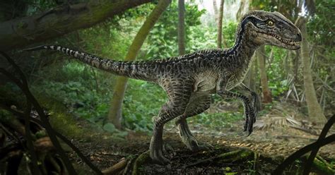 Pax Jurassico Velociraptor