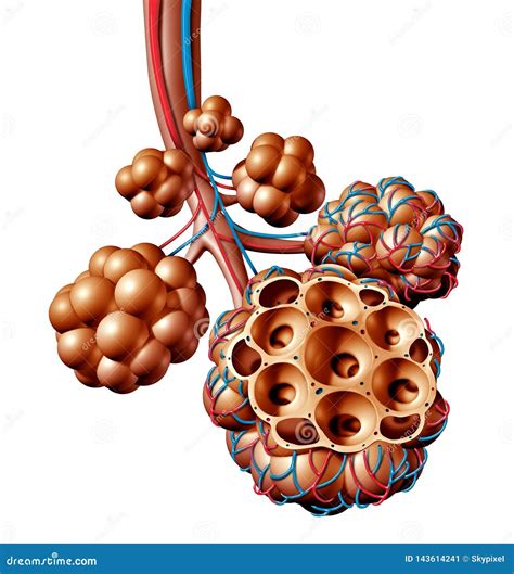 Pulmonary Alveoli Human Anatomy Respiration Concept Stock Illustration Illustration Of