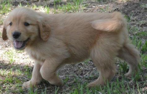 At 8 weeks of age when you come choose your boy puppy in order of your deposit, you pay the remaining $2000 plus tx sales tax. American Golden Retriever Puppies ready for adoption for ...