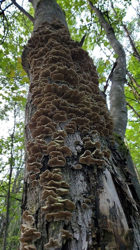 Northern Michigan Woodlands Mushrooms Fungi Nature Photography