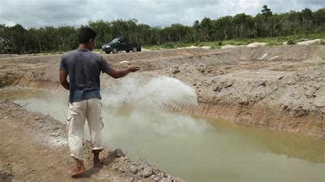 Manfaat daging kerang air tawar dapat mencegah osteoporosis dan infeksi. Mengolah Kijing Besar Air Tawar - Blog Orandableg: Dulu-dulu dan gambar ikan air tawar yang ...