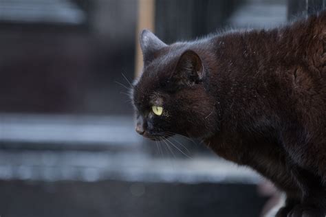 Black Cat Free Stock Photo Public Domain Pictures