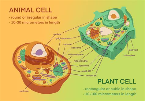 Plant Cells Vs Animal Cells — Biotech And Global Health Outreach