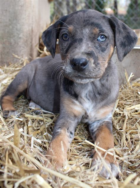 Louisiana Catahoula Leopard Dog 64 Parishes