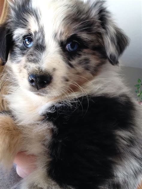 Whether you are looking for an amazing dog to work, show, or be a great companion a. Australian Shepherd Blue Merle | Aussie dogs, Australian ...