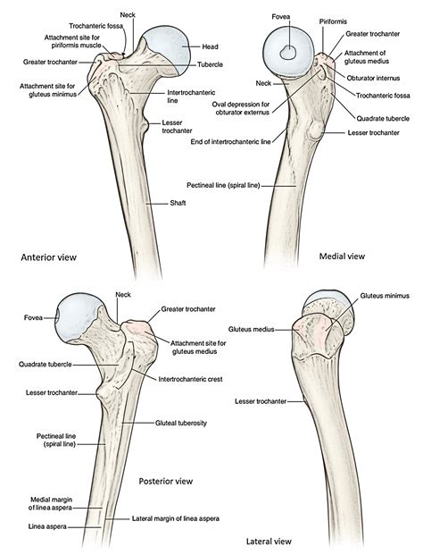 Femur Earths Lab Spiral Line Greater Trochanter Piriformis Muscle