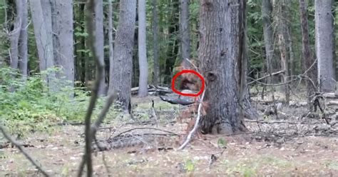 New Breakdown Of The Baby Bigfoot In Massachusetts Video Footage