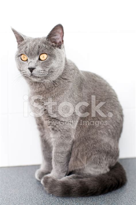 Cat British Shorthair Kitten With Yellow Eyes Stock Photo Royalty