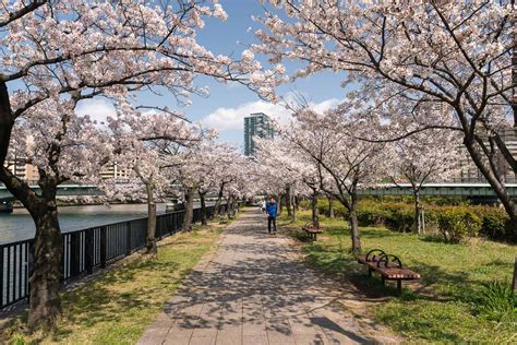 Hanami Where To See Cherry Blossoms In Osaka