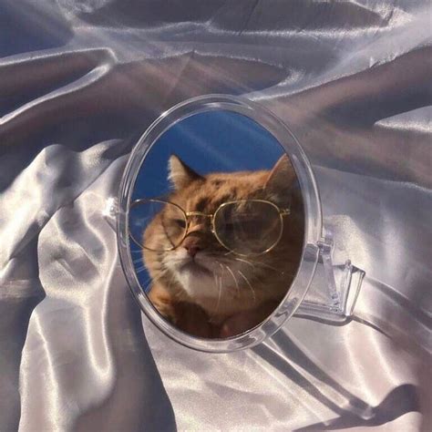 79 Aesthetic Cat Profile Picture Meme