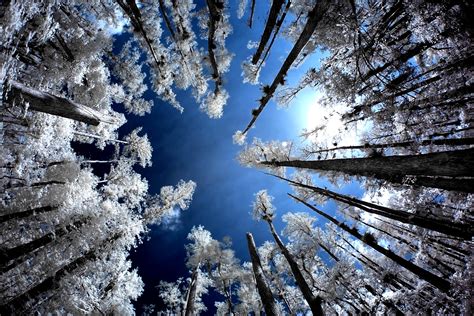 Tall Winter Trees Hd Wallpaper Background Image 2250x1500 Id