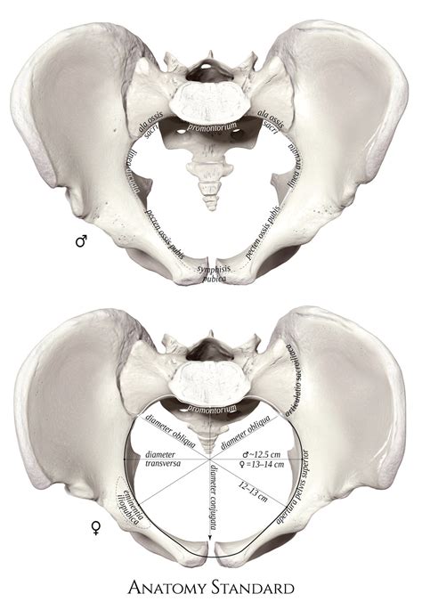 Pelvic skeleton includes two hip bones, sacrum and coccyx. Pelvis & Gender Differences of Pelvic Anatomy