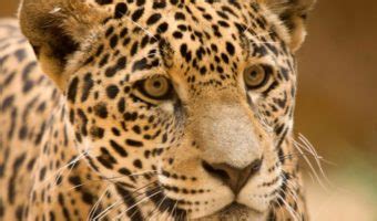 Jaguar (Big Cat) - Facts, Information & Pictures