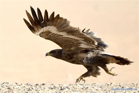 Águila Esteparia En Un Desierto En La Gobernación De Jahra Kuwait