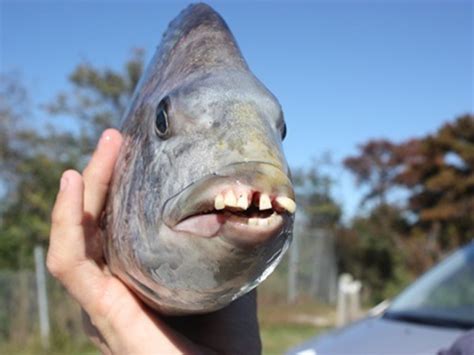 Sheepshead Fishes Human Like Teeth Look Funny And Terrifying At The