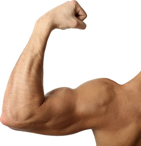 Biceps Muscle Fond Transparent Png Mart