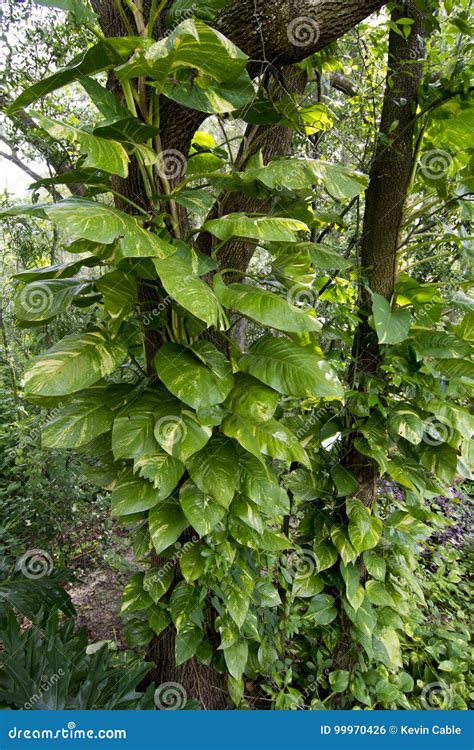 Large Tropical Vines Stock Photo Image Of Large Vines 99970426