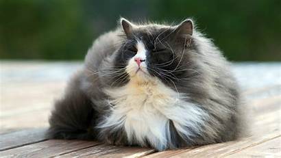 Cat Fluffy Wallpapers