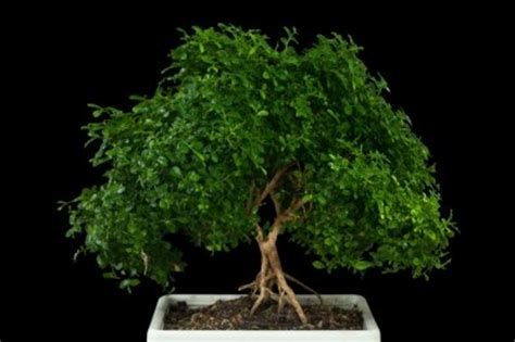 Grow your trees in a tray.basic information for the beginner and some facts about. Indoor Bonsai Tree Care Guide - Dengarden - Home and Garden
