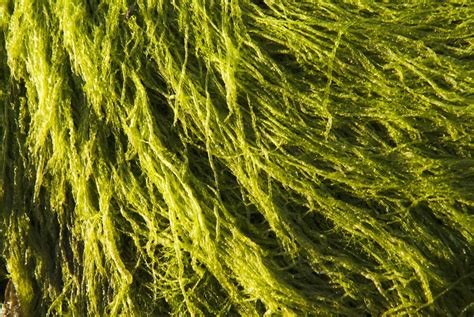Facts About Green Algae Biology Wise