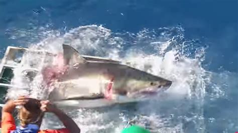 diver recounts his encounter with a cage breaking great white shark the new york times