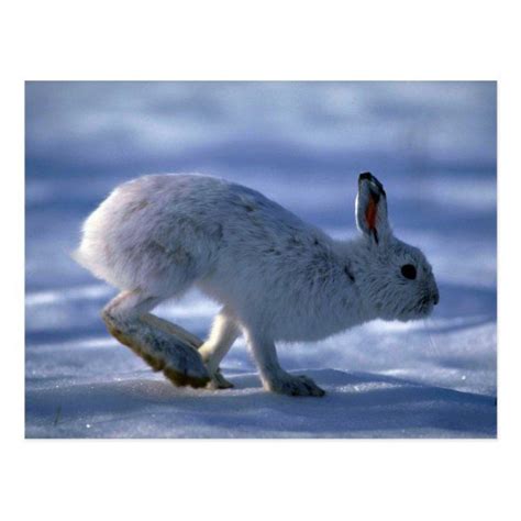 Varying Haresnowshoe Rabbit Running Across Open S Postcard Zazzle