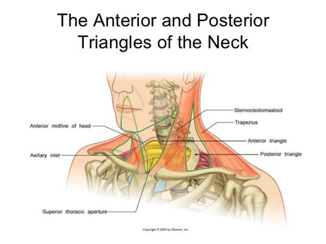Top head neck anatomy flashcards ranked by quality. Neck triangles anatomy