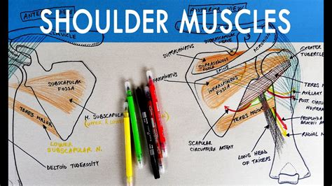 Muscles Of Shoulder Origins Insertions Innervations Anatomy