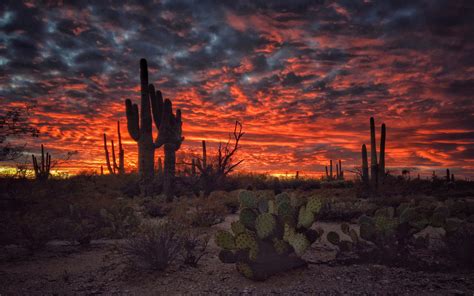 Tucson Arizona Sunset Flaming Sky Desert Landscape With Cactus Desktop ...