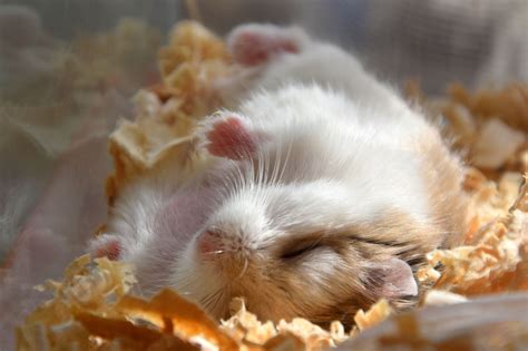 Cute Roborovski Hamster Robi ♥ Funny Hamsters Roborovski Hamster