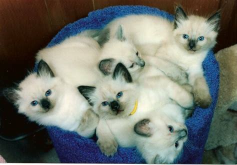 Balinese Kittens For Sale Adoption From Edmonton Alberta