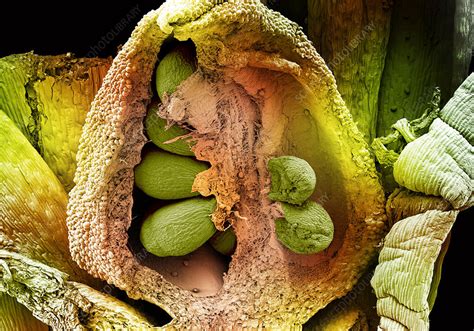 Postpollination events in almond flowers: Ovule with Embryo Sac, SEM - Stock Image - C043/7352 ...