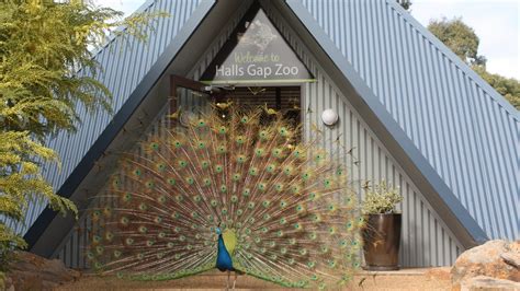 Halls Gap Zoo Attraction Grampians Victoria Australia
