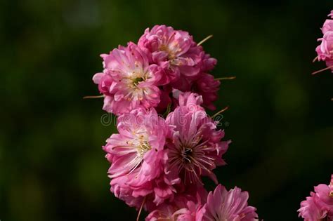 Pink Cherry Blossoms On A Branch Stock Photo Image Of Beauty
