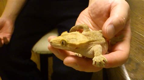 These animals are easy to keep and breed easily in captivity. Cute and funny crested gecko HD - YouTube