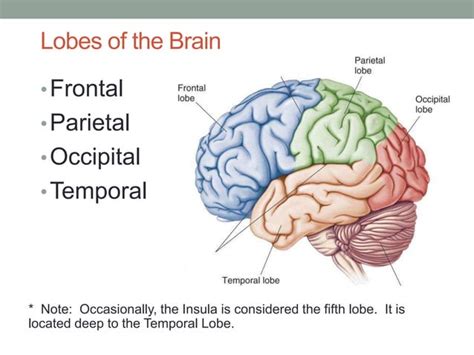 Functional Neuroanatomy Of Brain Ppt
