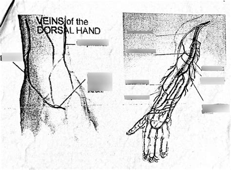 Hand And Arm Vein For Phlebotomy Nationals Diagram Quizlet