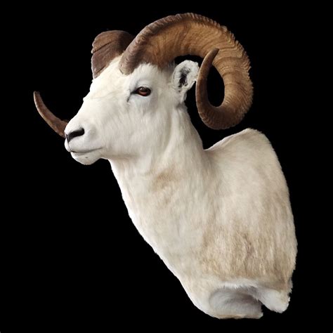 Animal Artistry North American Taxidermy Dall Sheep Taxidermy