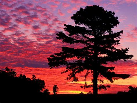 Sunset Behind The Pines Wallpapers Wallpaper Cave