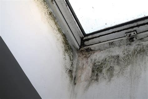 The Signs Of Damp And How To Fix It Homeowners Alliance