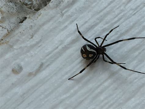 They prefer secluded dark areas in your home and rarely go the horrible truth about baby black widows. Unidentified spider in Nevada United States