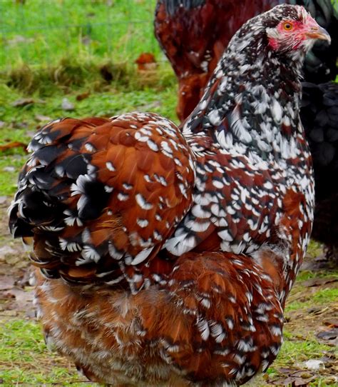 Orpington Chickens Backyard Beautiful Chickens Best Egg Laying Chickens
